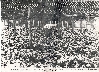 Robert Le Mieux Homestead Growing Ginseng 1912